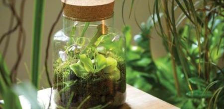 Créer un jardin de poche en 10 points
