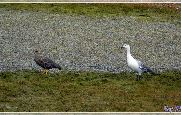 Ouette (oie) de Magellan, Upland Goose (Chloephaga picta) - Estancia Cristina - Lago Argentino - Patagonie - Argentine