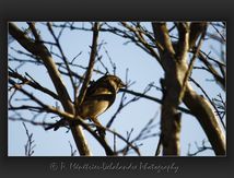 Moineau domestique (Passer domesticus) - Passériformes
