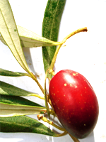 La coopérative en 2007