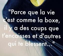La vie c'est comme la boxe