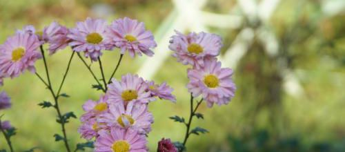 Chrysanthemum 'Lady Anne Brockett'