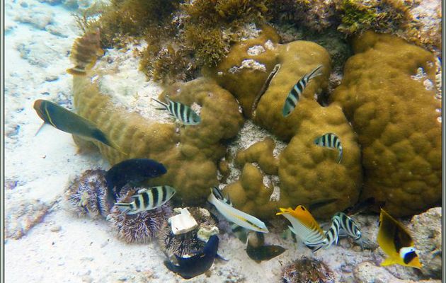 Aquarium naturel : Poissons-papillons cocher, girelles, sergents-majors ... - Anse Marie-Louise - Mahé - Seychelles