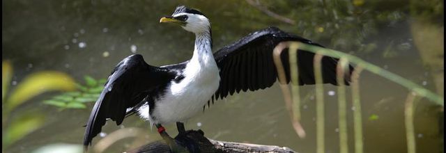 Ménagerie du Jardin des Plantes : Cormoran Pie