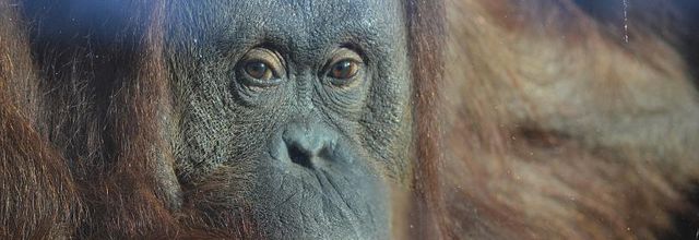 Ménagerie du Jardin des Plantes : L'Orang-Outan