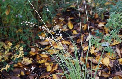 Anthericum saudersiae Starlight