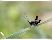 Sauterelle juvénile de premier stade (quelques mm) de Pholidoptera griseoaptera (Decticelle cendrée)