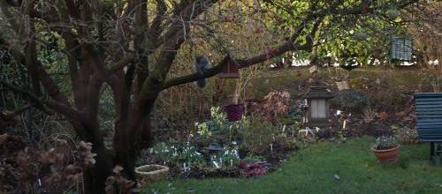 Mon nouvel ami l'écureuil