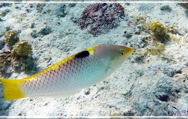 Labre ou Girelle échiquier femelle, Checkerboard wrasse (Halichoeres hortulanus) - Moorea - Polynésie française