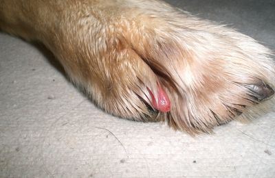 Le chien s'est arraché une griffe, quoi faire?