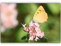 Quelques Papillons... (autres familles)