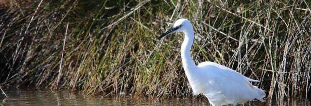 OISEAUX DU TEICH - OCTOBRE 2018 (1/2)