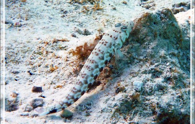 Perche pintade ou Parapercis à taches noires, Thousand-spot grubfish, Black dotted sand perch (Parapercis millepunctata) - Pension Kuriri - Maupiti - Polynésie française