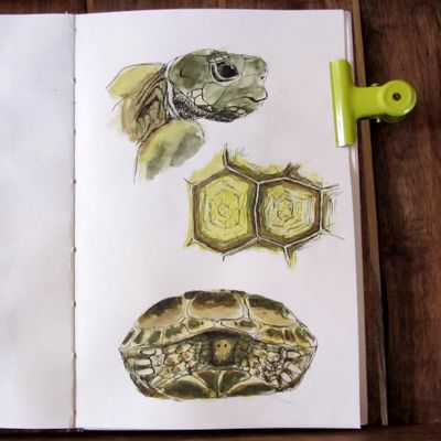 Un petit croquis : la tortue