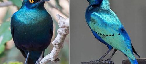 A la rencontre du grand étourneau à oreilles bleues