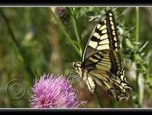 Machaon ou Grand porte-queue (Papilio machaon) - Papilionidae