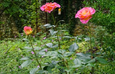 Un jour, une rose : 'Pink Paradise'