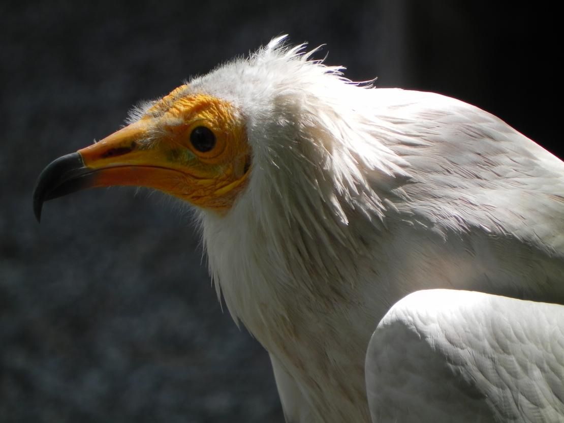 un rapace au donjon des aigles