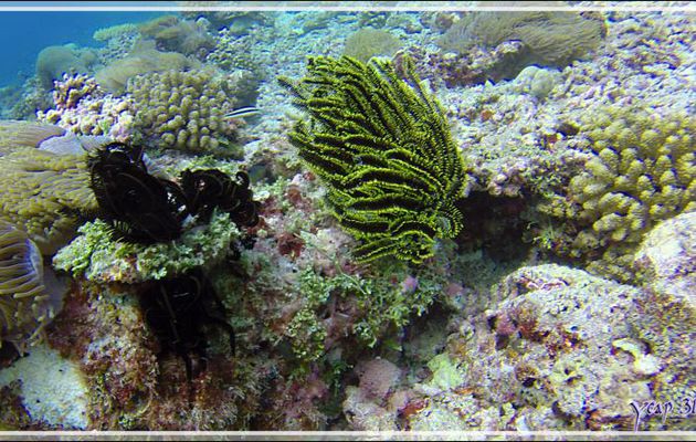 Comatules de Schlegel spécimens jaune et noir et noirs , Variable bushy feather star, Schlegel's feather star (Comaster schlegelii) - Athuruga Reef - Atoll d'Ari - Maldives