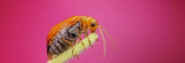 Ces insectes – et poils de rat – qu’on mange sans le savoir