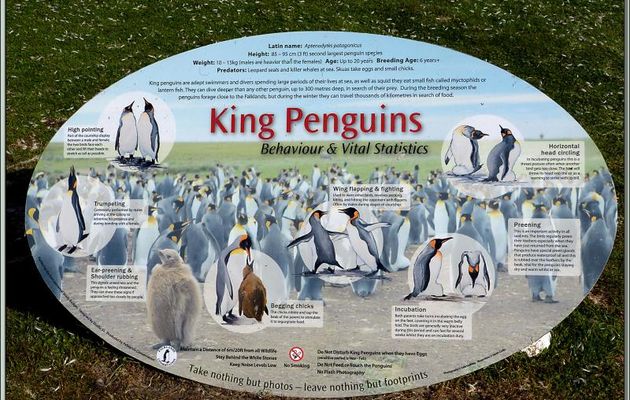 La vie des  Manchots Royaux de Volunteer Point - Falkland Islands, Iles Malouines, Islas Malvinas