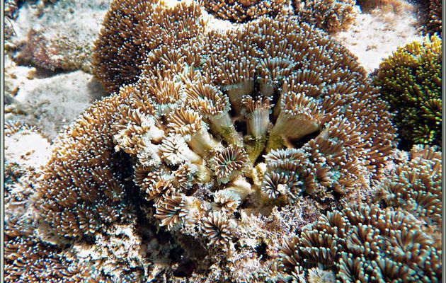 Corail mou type Sarcophyton ou Alcyonaire pédonculé ou champignon ou corail cuir - Anse de Port Launay - Mahé - Seychelles
