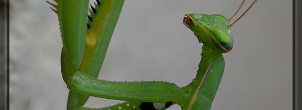 Prédatrice dans l'âme