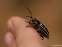 Iberodorcadion molitor navasi -  CERAMBYCIDES ou "Longicornes"