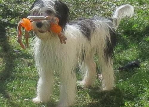 Loustic se fait beau