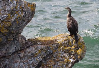 des oiseaux en bord de mer 