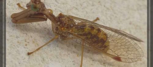 Mantispa styriaca