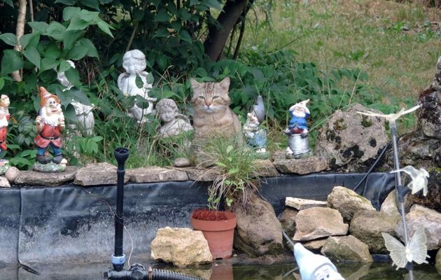 le chat du voisin vient ...