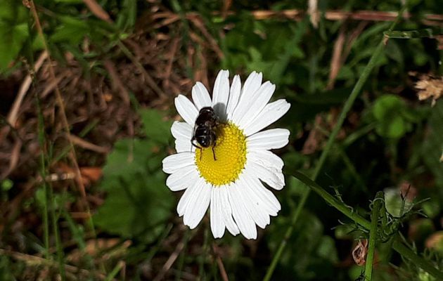 Le 1er juillet 2020: Balade du matin: fleurs