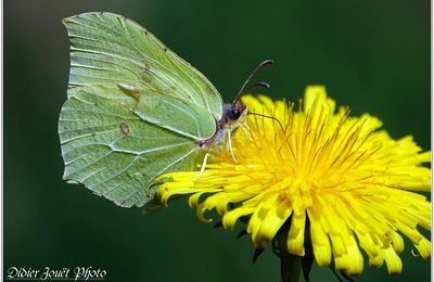 Citron (5) - Gonepteryx rhamni