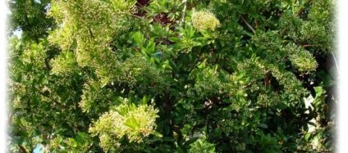 Pyracantha du jardin 2011