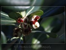 Pittosporum Tobira