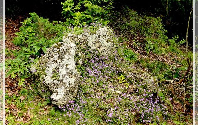 Jardinière à Erine des Alpes ou Mandeline (Erinus alpinus) - Randonnée "Chapelle de l'Isard" - Sentein - 09