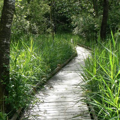 LA TOURBIERE DE CHAMPGAZON ET LE LAC DES SETTONS (Nièvre - 58)