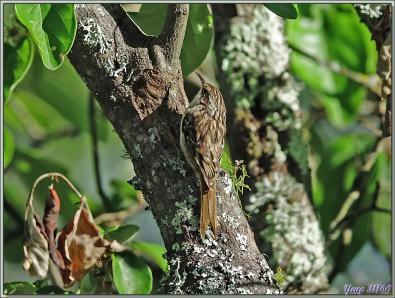 Grimpereau des jardins, Short-toed Treecreepe (Certhia brachydactyla) - Lartigau - Milhas - 31