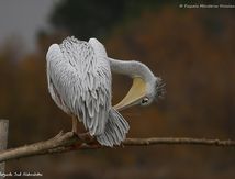 Toilette d'un Pélican gris (ou Pélican à dos rosé)
