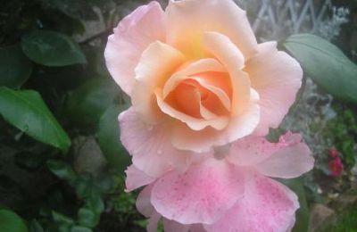 Citation les roses
