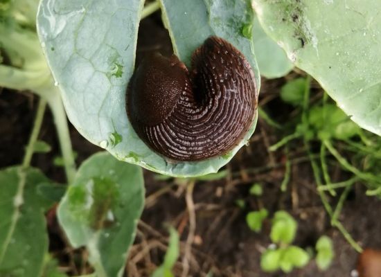 Forte récompense...