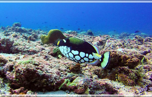 Baliste-clown, Clown triggerfish (Balistoides conspicillum) - Panettone Kandu - Atoll d'Ari - Maldives