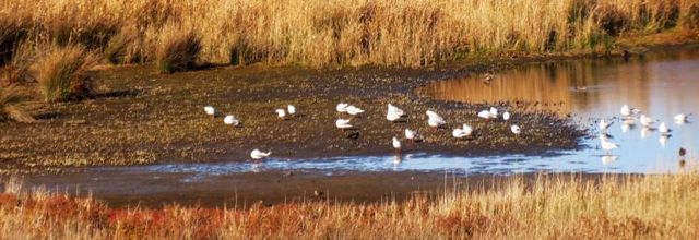 Guidel-Plage (Morbihan) - Etang du Loc'h