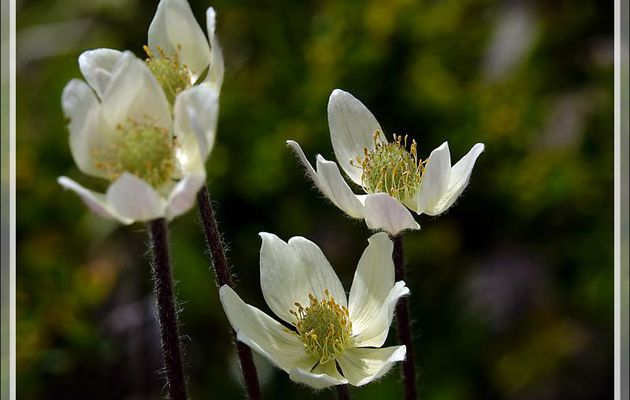 Anémone de Magellan (Anemone multifida) - Peninsula de Magallanes - Patagonie - Argentine