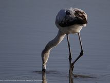 Flamant rose juvénile