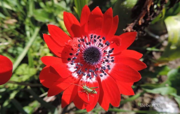 une sauterelle sur une fleur 