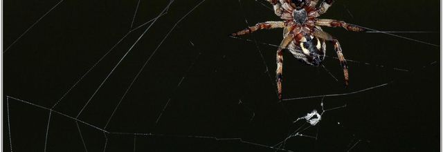 Araignée (1)