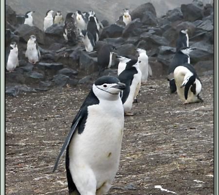 Les Manchots à jugulaire sont manifestement les maîtres des lieux - Baily Head - Deception Island - Photos de voyage en Péninsule Antarctique