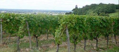 CR / RANDO 15 / LOUPIAC - Domaine de PEYTOUPIN